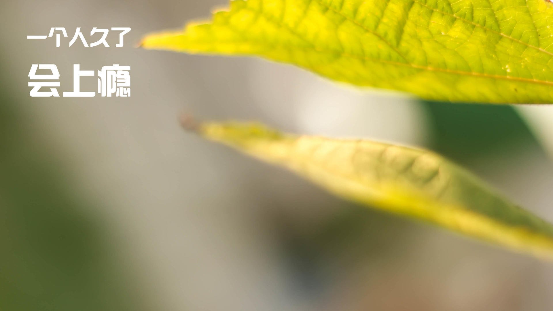 孤骑破围，汉密尔顿率哈斯铁骑，雨夜鏖战阿斯顿马丁