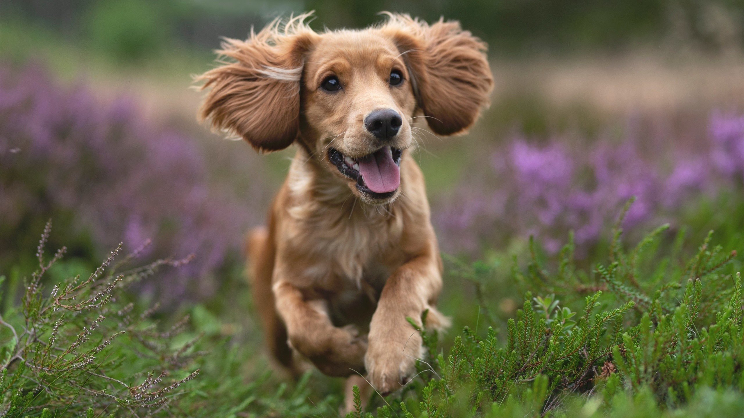 双线战场，韩国队力克德国队背后，郑思维的火热状态预示什么？