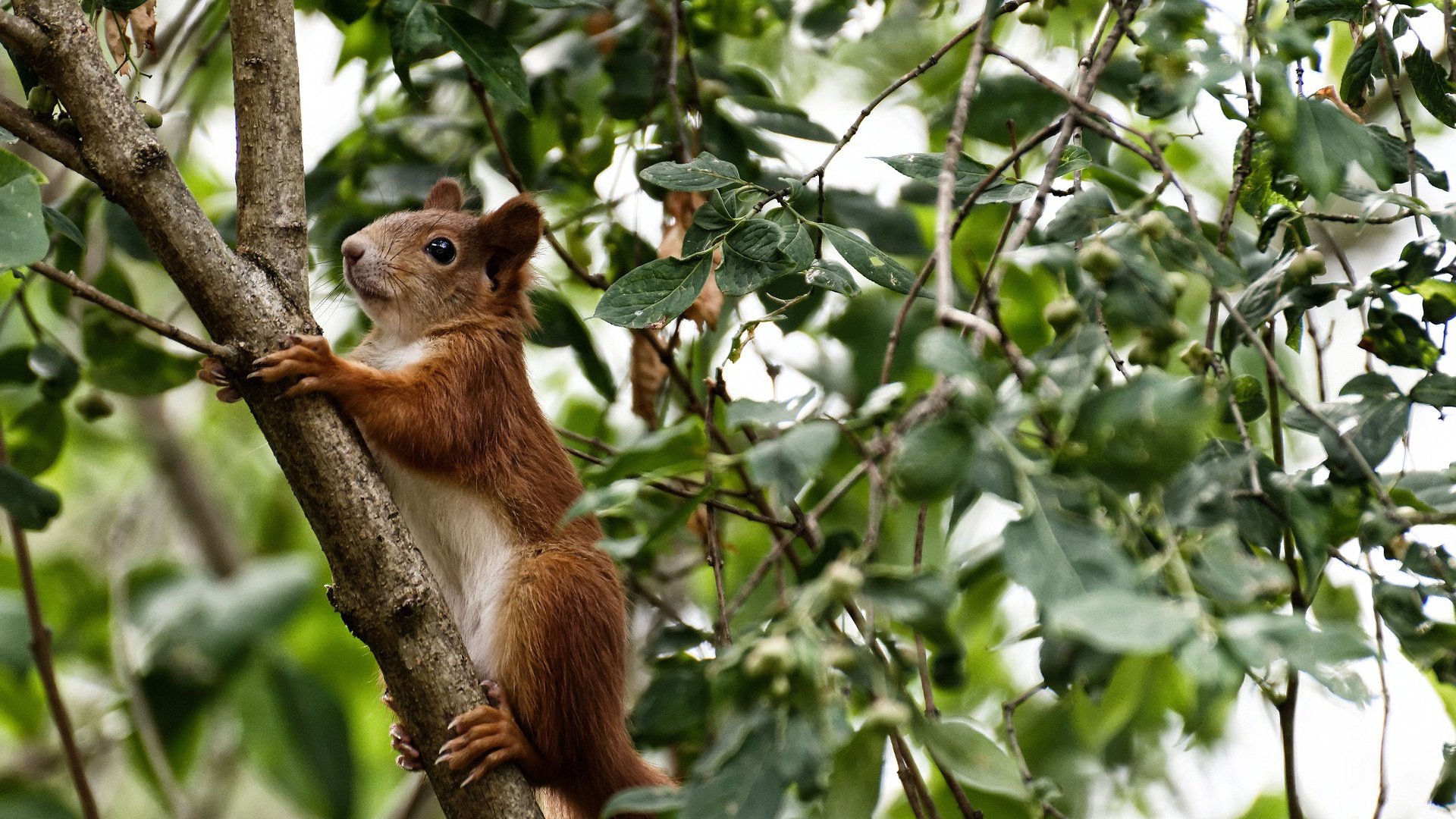 西亚卡姆全能展现,奇才防守锁死绿军迎胜利