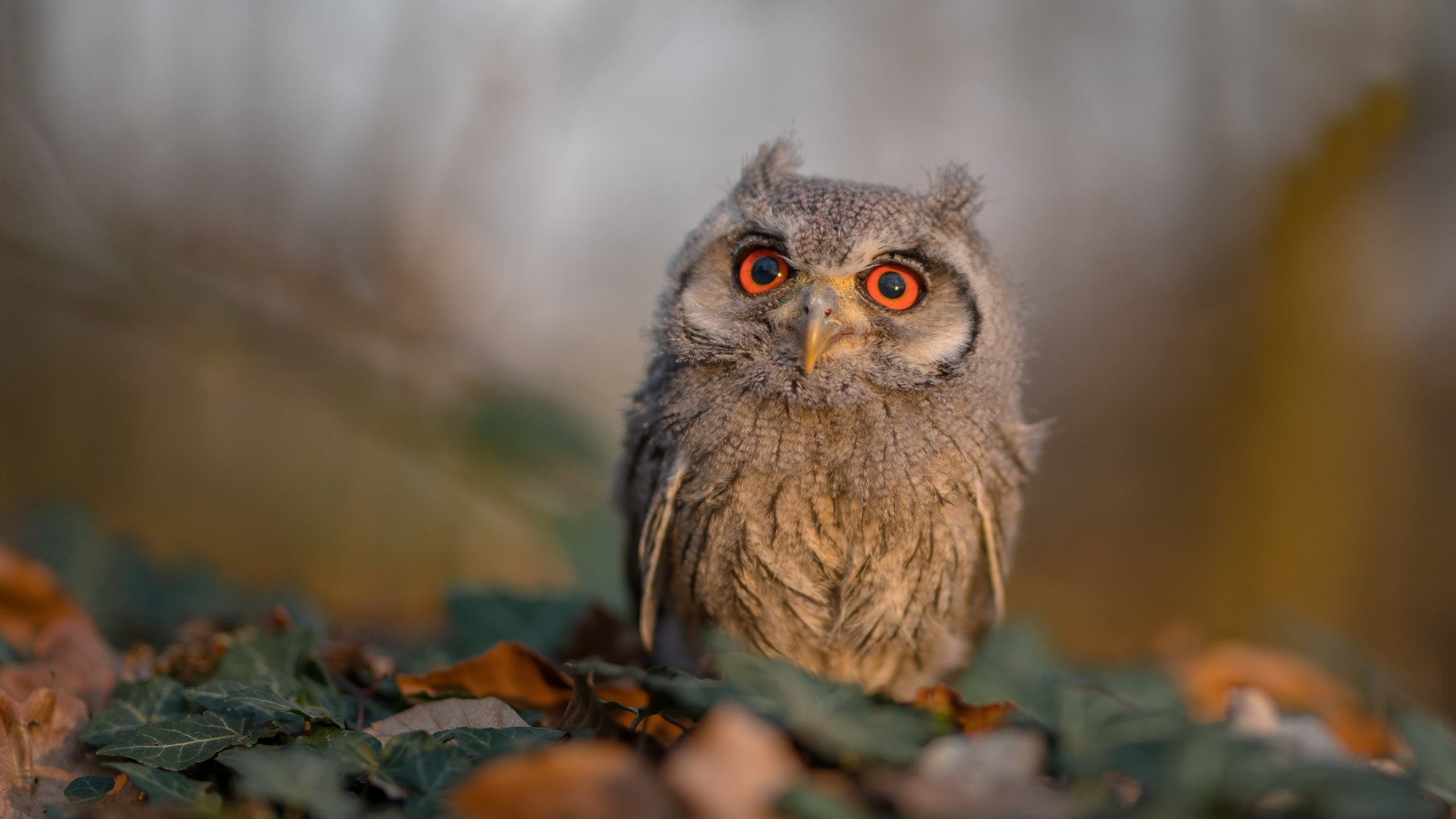 西亚卡姆全能展现,奇才防守锁死绿军迎胜利