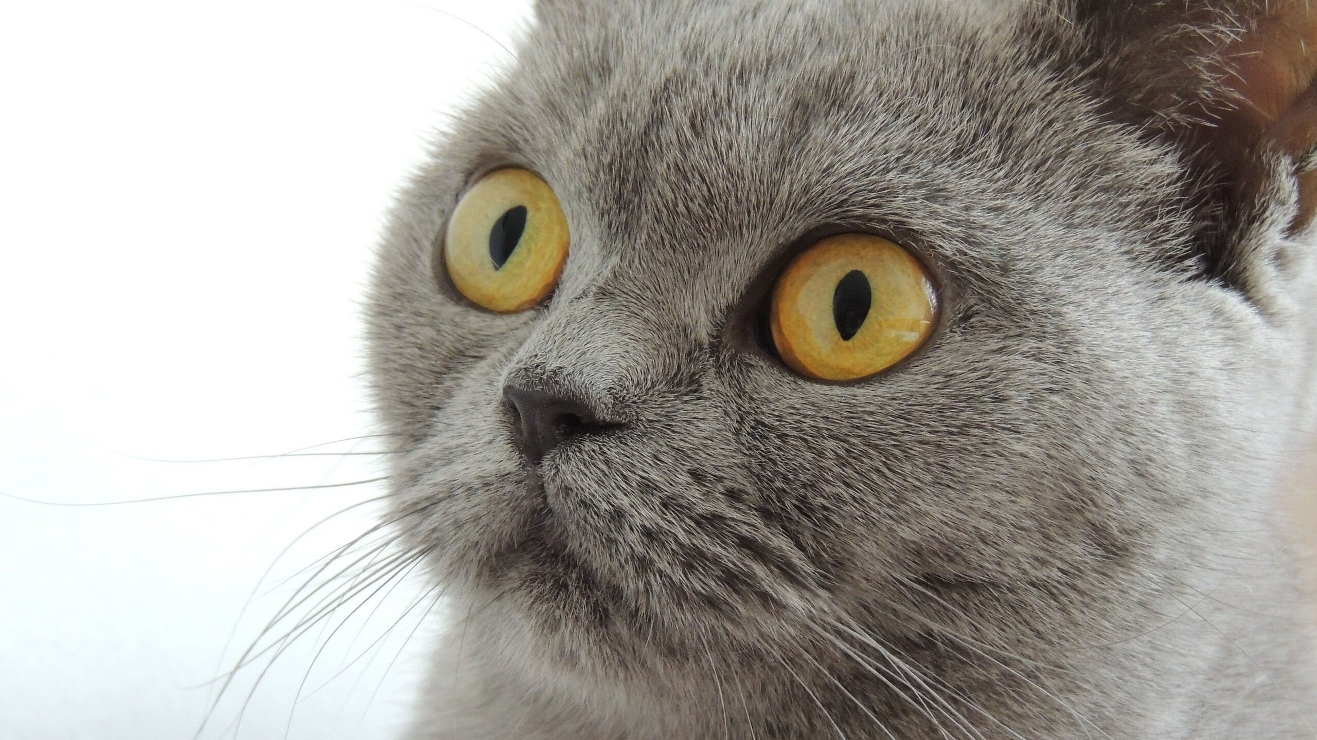 魔术师降临，拉文狂砍50分，公牛用魔法般的表演稳稳拿下马刺