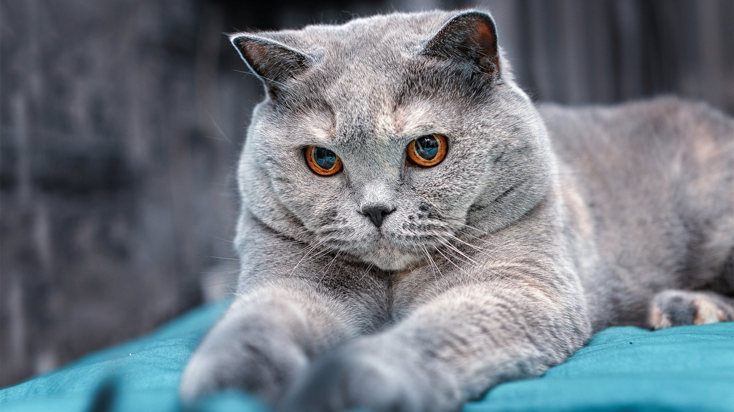 绿茵奇迹，当切尔西主场迎战塞内加尔，基耶萨一剑封喉定乾坤