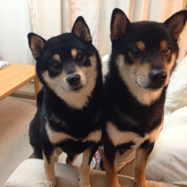 末节独得15分锁定胜局，詹姆斯成为活塞硬仗取胜深圳队的关键先生