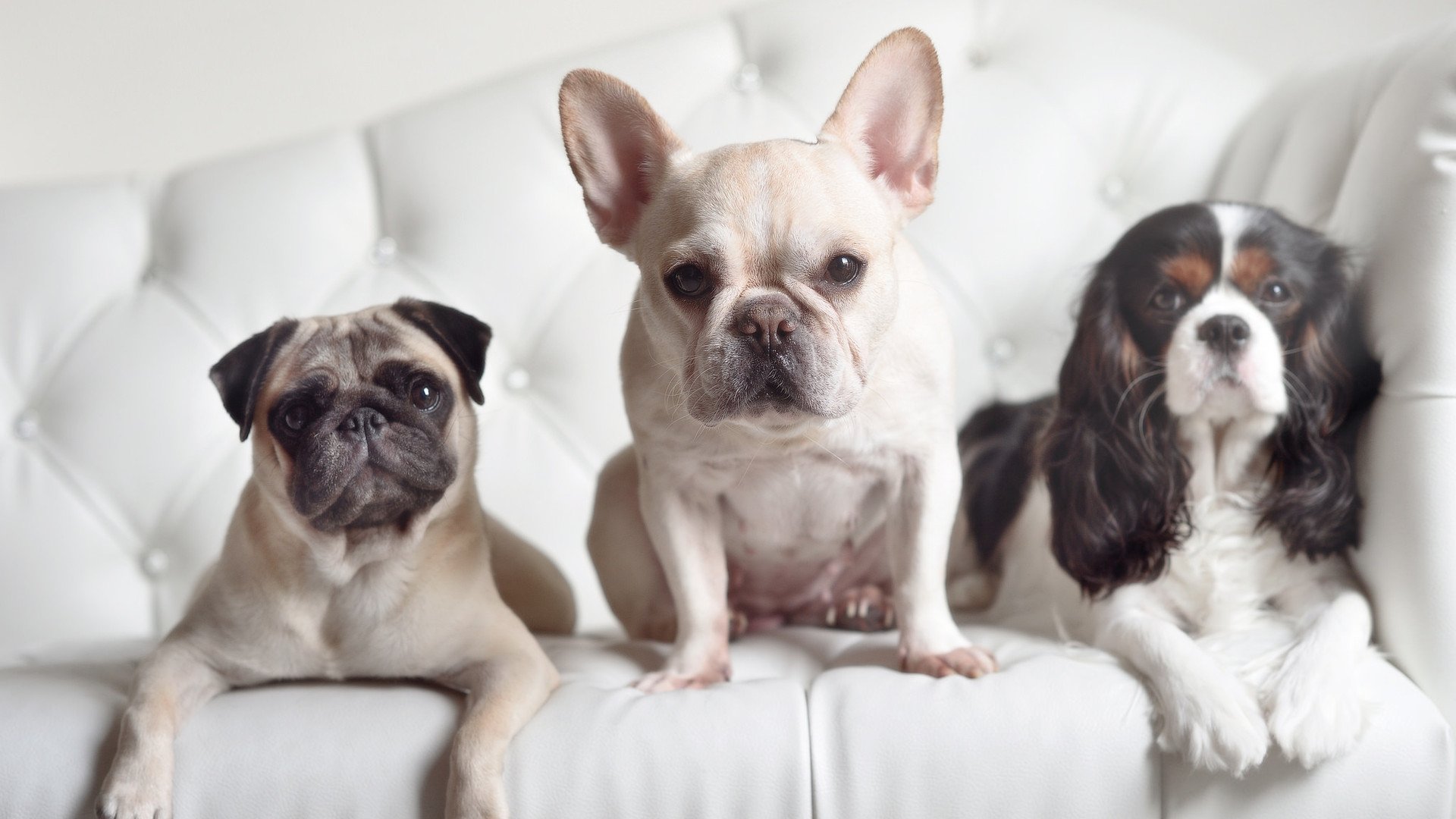 连珠炮!孔德轰出18分攻击波,瑞典强压塞内加尔锁定关键胜利