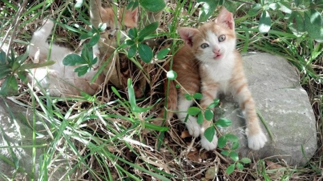 棋局上的逆袭,阿什拉夫一子定江山,比利时掀翻加纳锁定奥运先机