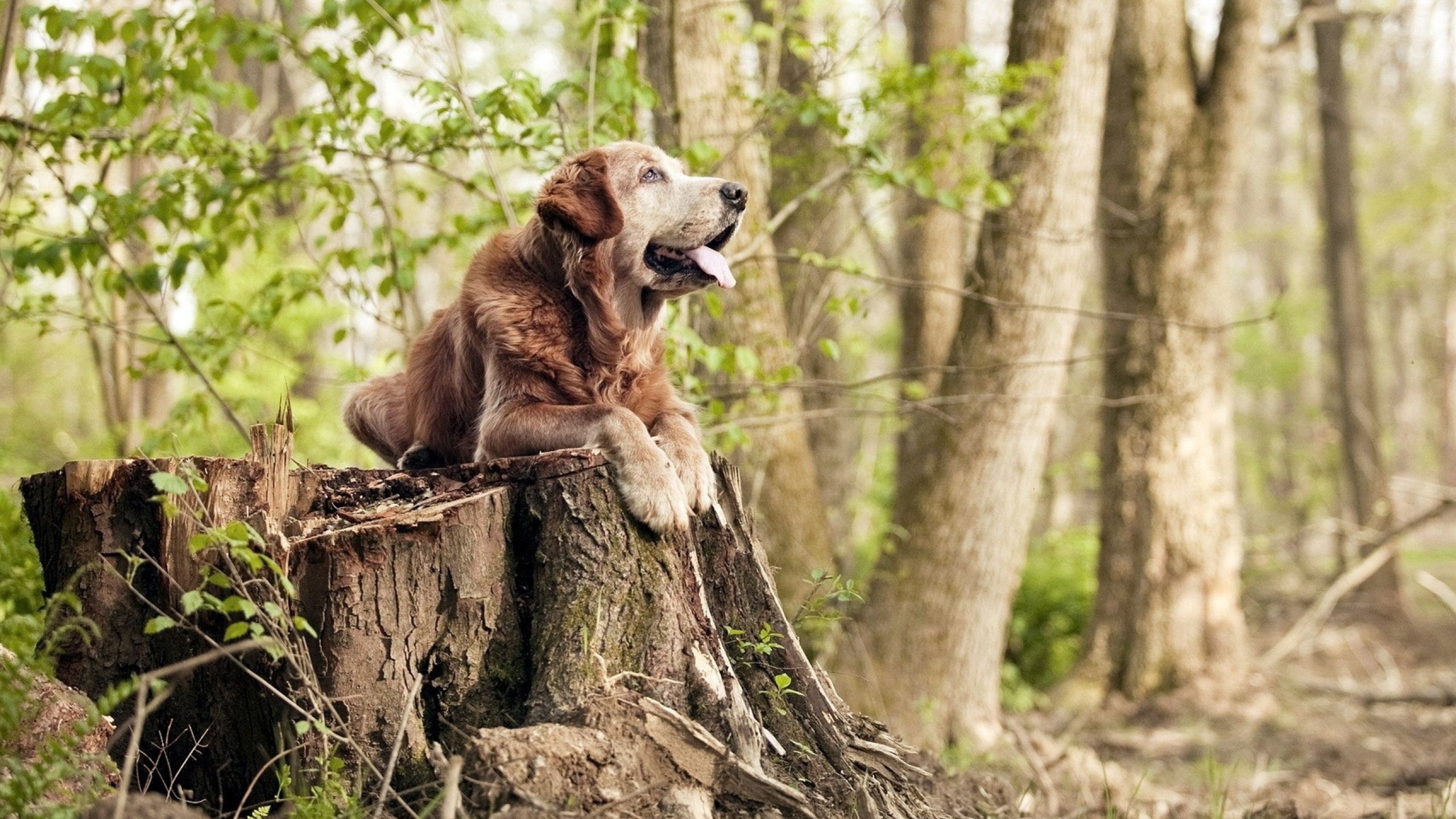 平行时空的掌控者，从公牛加时鏖战到F1赛道的戈贝尔式接管