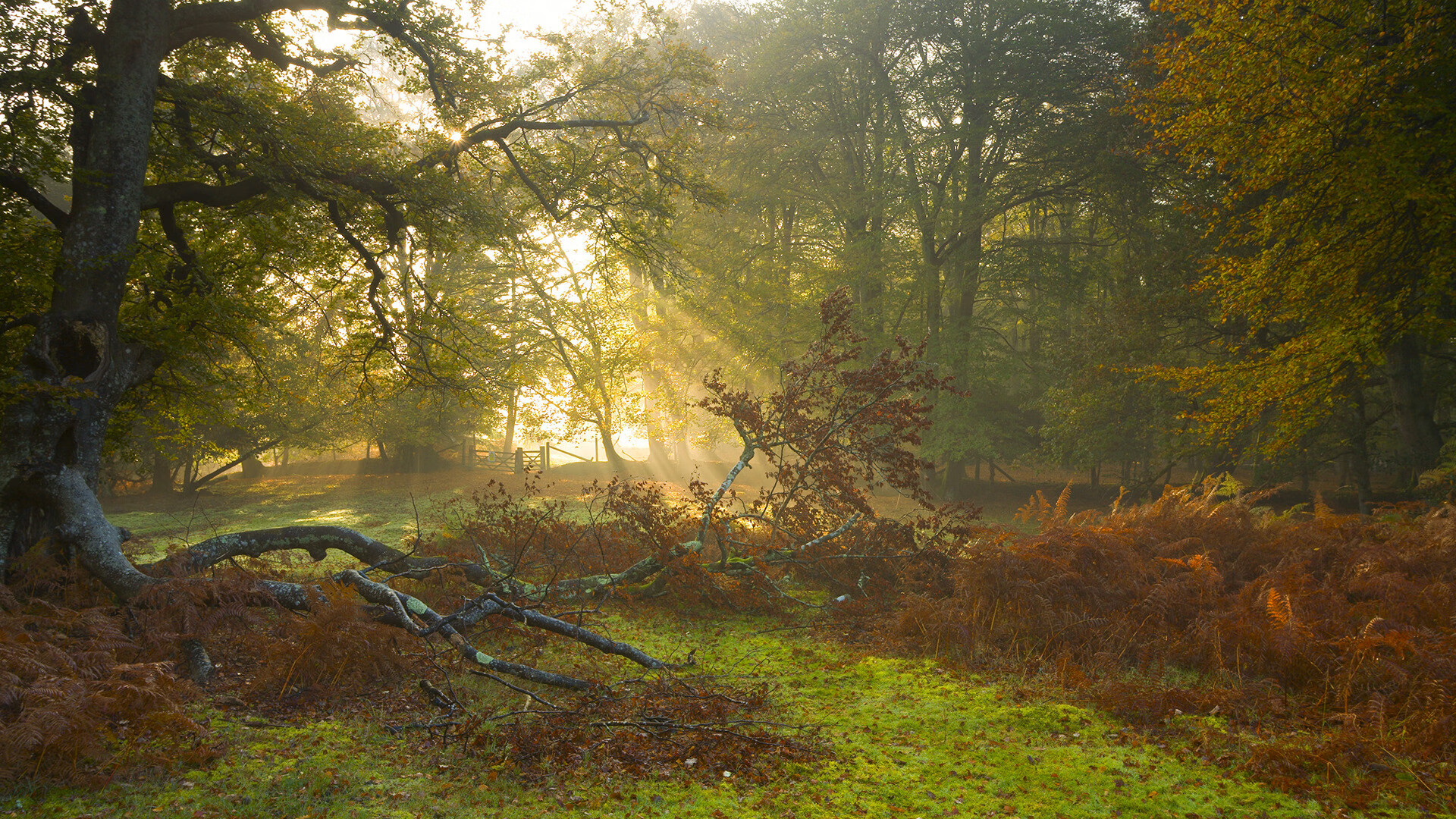 个体神迹与团队胜利，约基奇的完全形态与独行侠的团队风暴