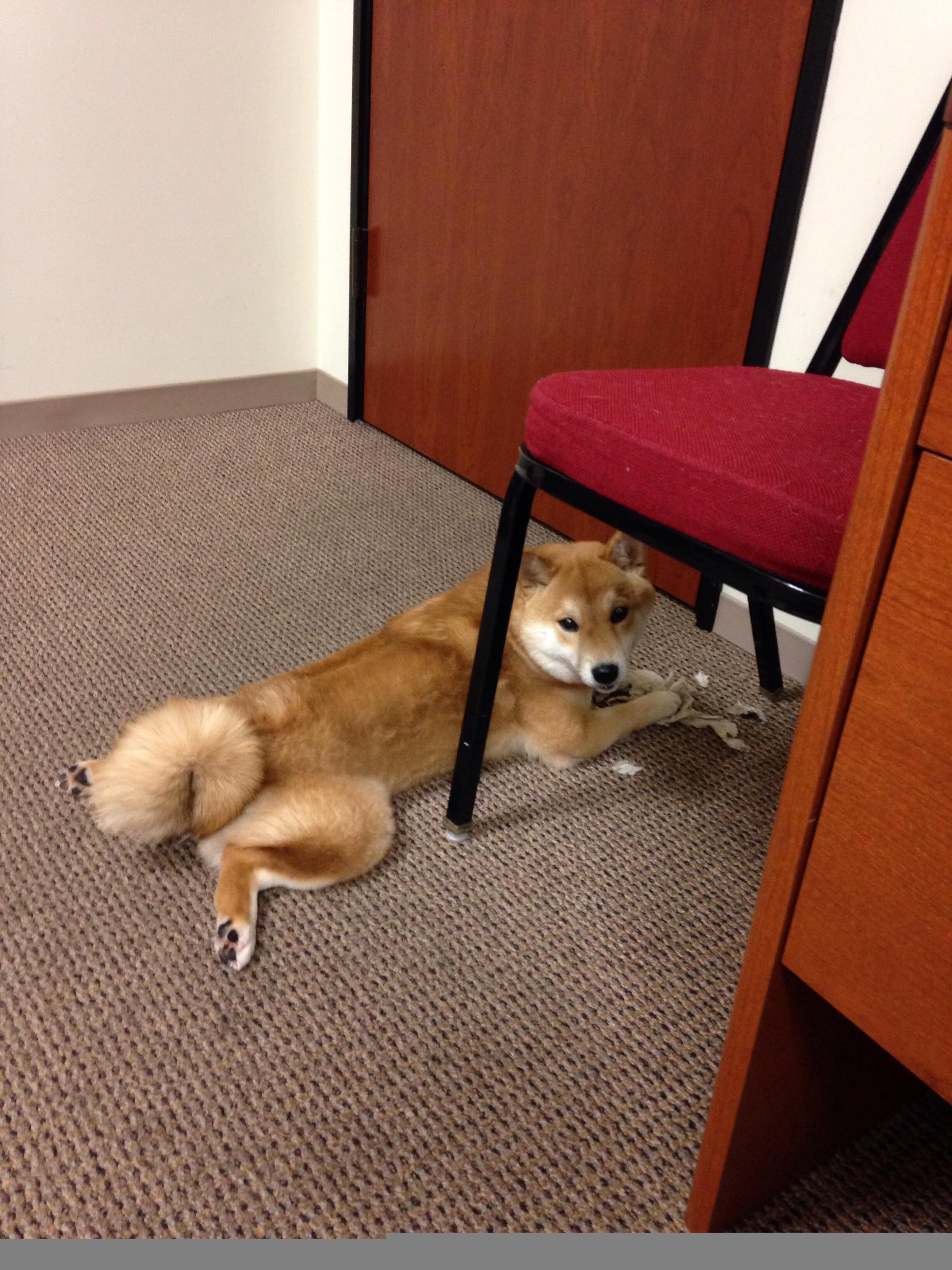 最后的孤岛，当福克斯与布伦森照亮篮球的本质