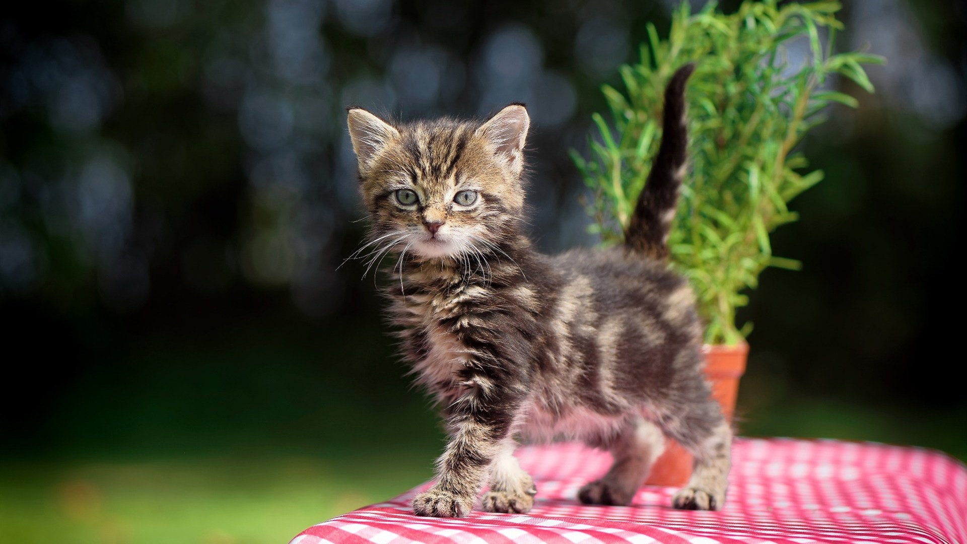 银黑方程式，马刺终结热火之战与切特赛道上的争冠艺术
