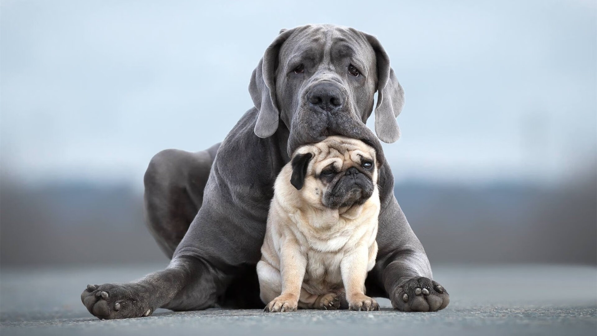 同一夜的橄榄枝与利刃，绿茵场与硬木地板的两种主宰力