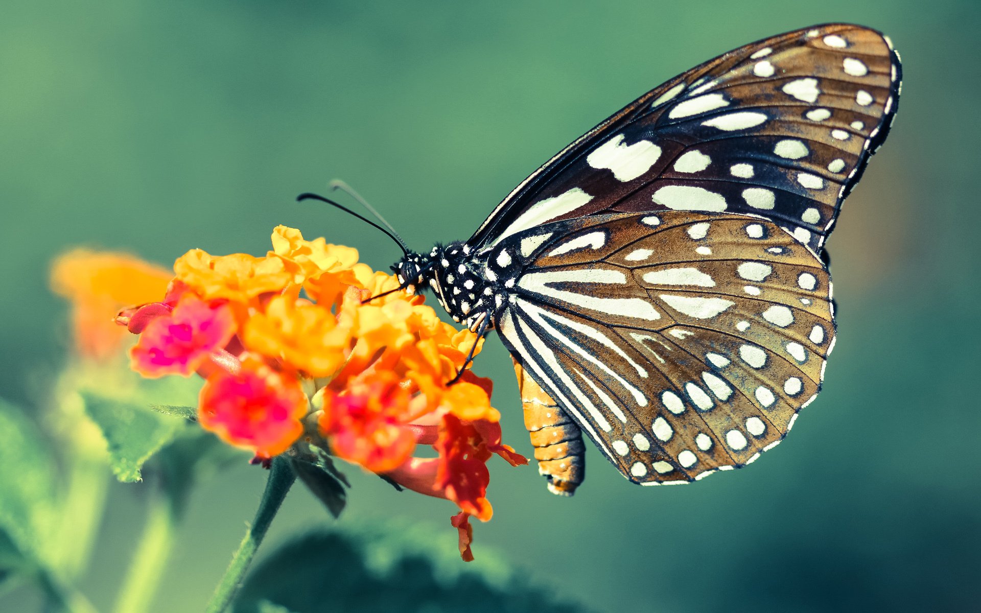 F1街道赛焦点战，苏格兰风暴斩落黄色潜水艇