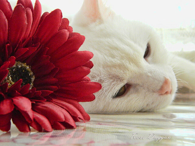 绿鹰之噬,当尼日利亚风暴席卷乌拉圭防线—欧冠半决赛战术解构