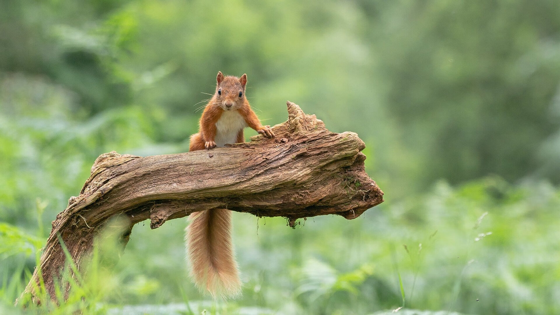 镜面体育场,当深圳男篮在孟菲斯主场击溃灰熊
