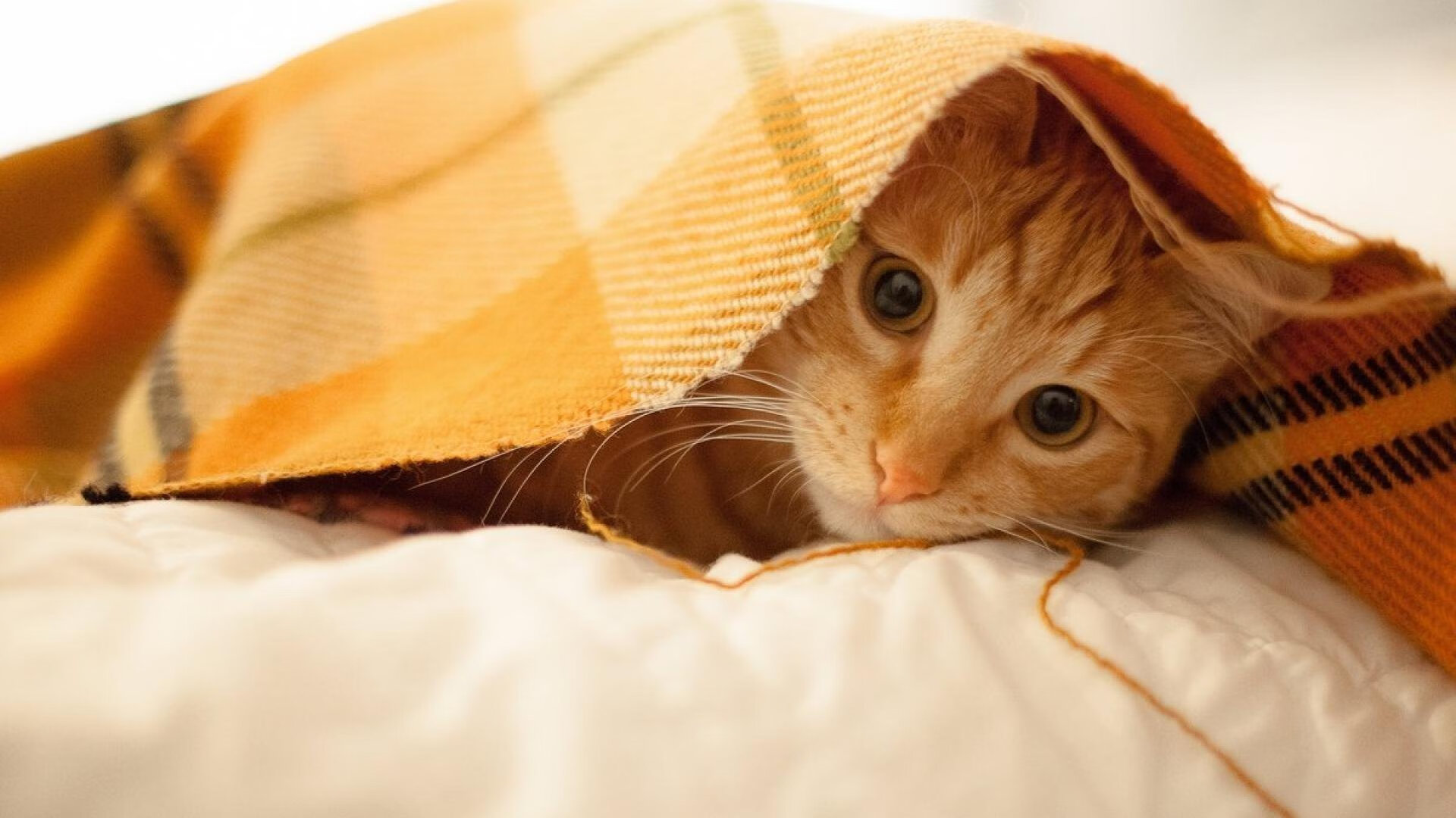 铁卫封喉!巴斯托尼决胜时刻摧毁尤文 一场典型的意大利式胜利