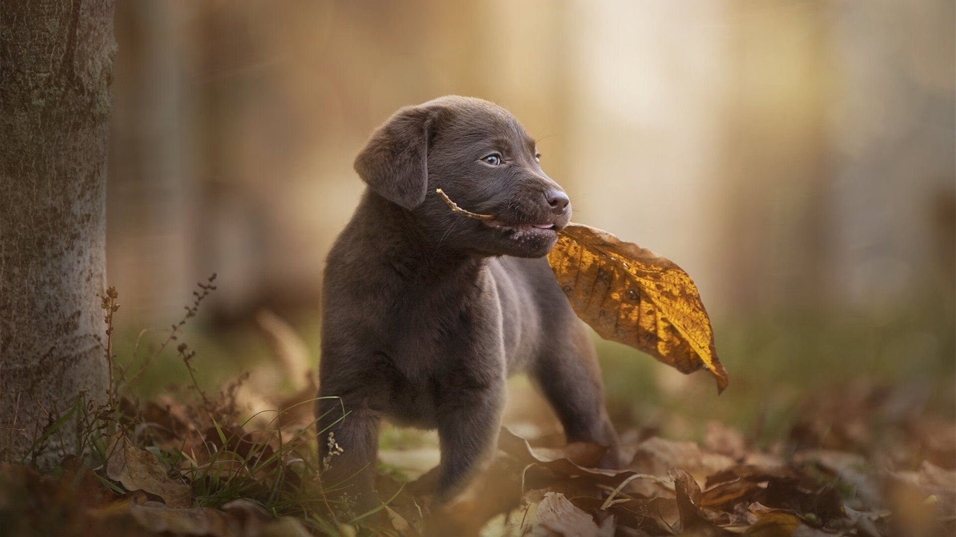 不沉战舰罗德里与沉没的曼城,巴黎如何在生死战中破解冠军密码?